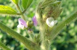 Опылители повышают урожайность сои на 13% – исследование BASF - agroexpert.md