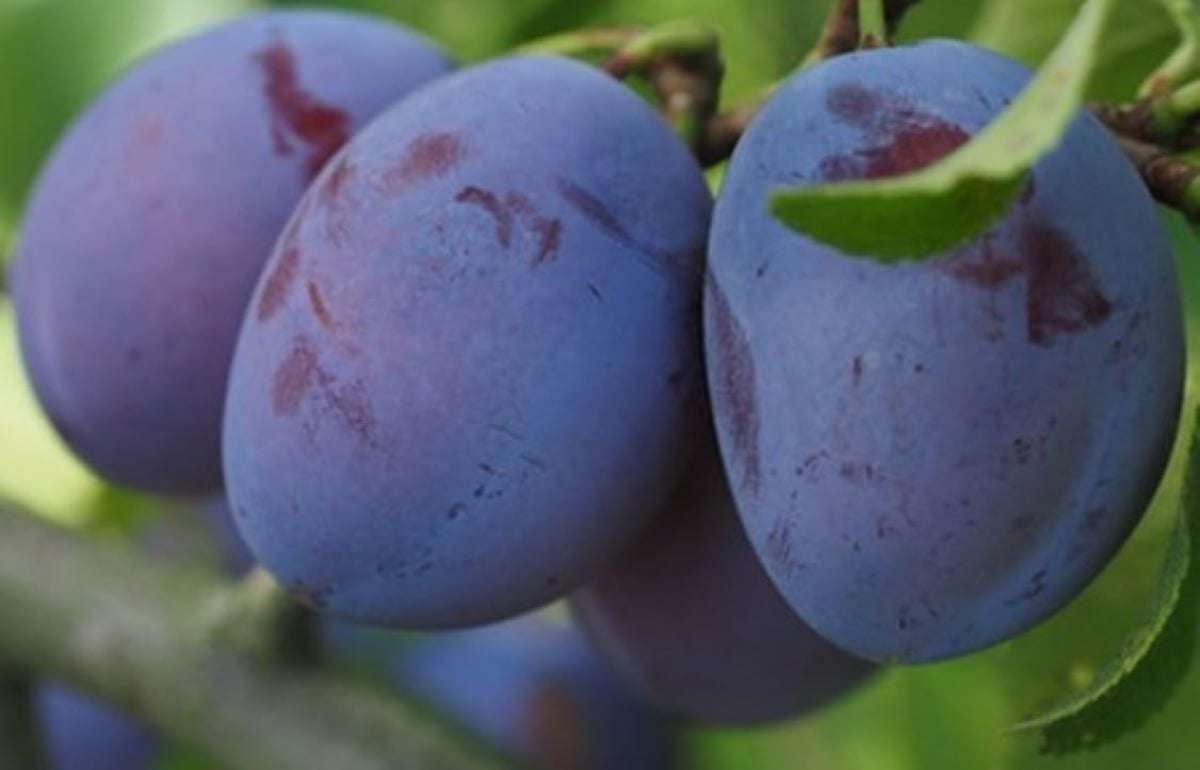 ЕС вернёт импортерам молдавской сливы уплаченные таможенные пошлины - agroexpert.md
