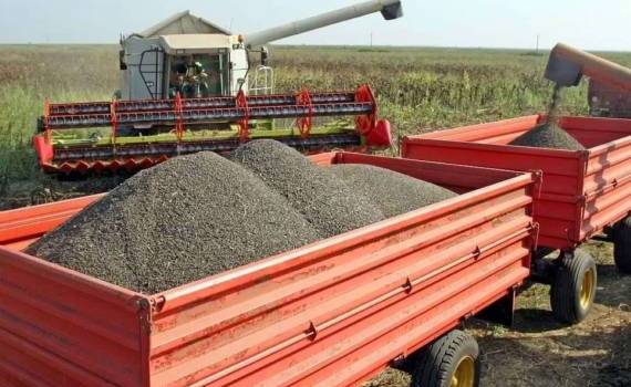 Украинский подсолнечник: цена падает на фоне мирового роста - agroexpert.md