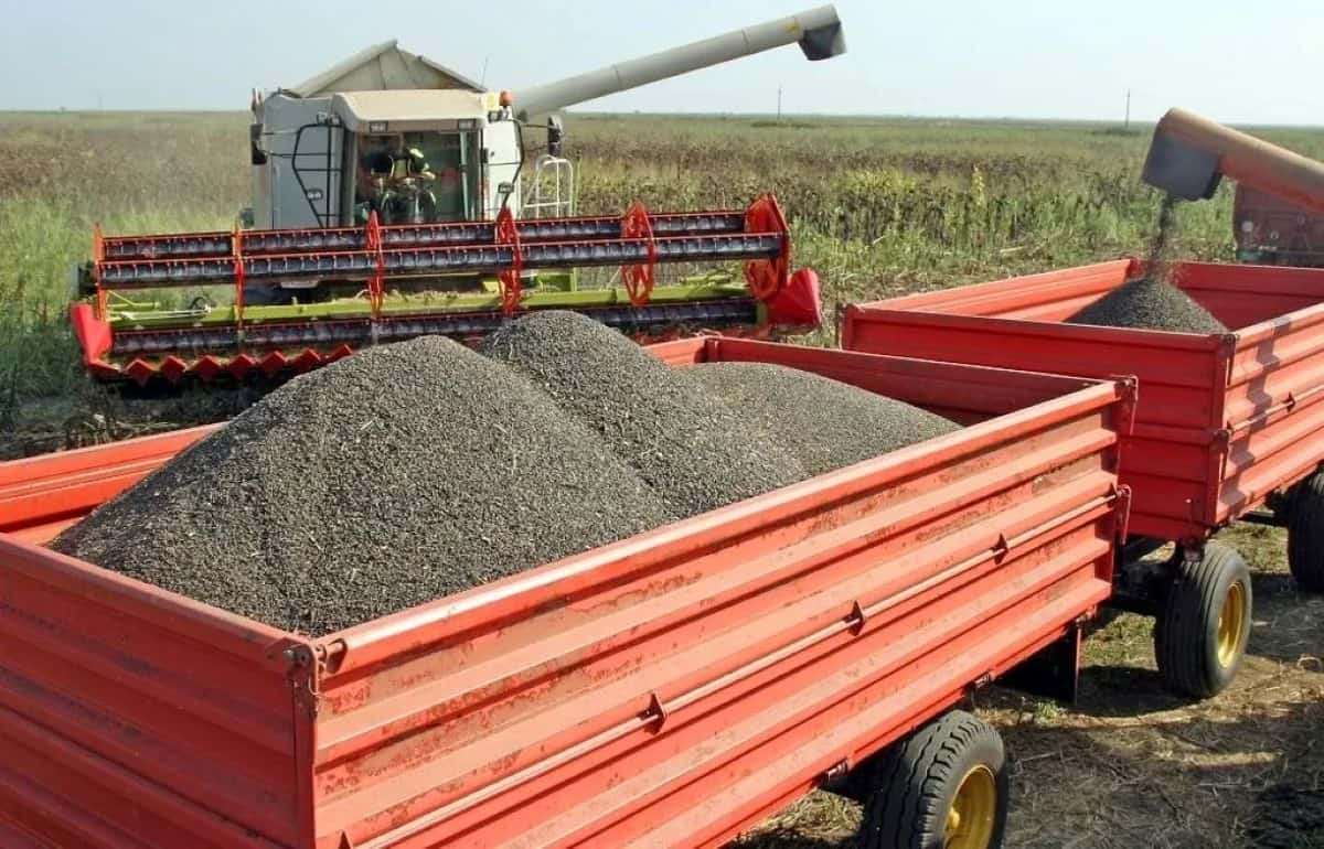 Украинский подсолнечник: цена падает на фоне мирового роста - agroexpert.md