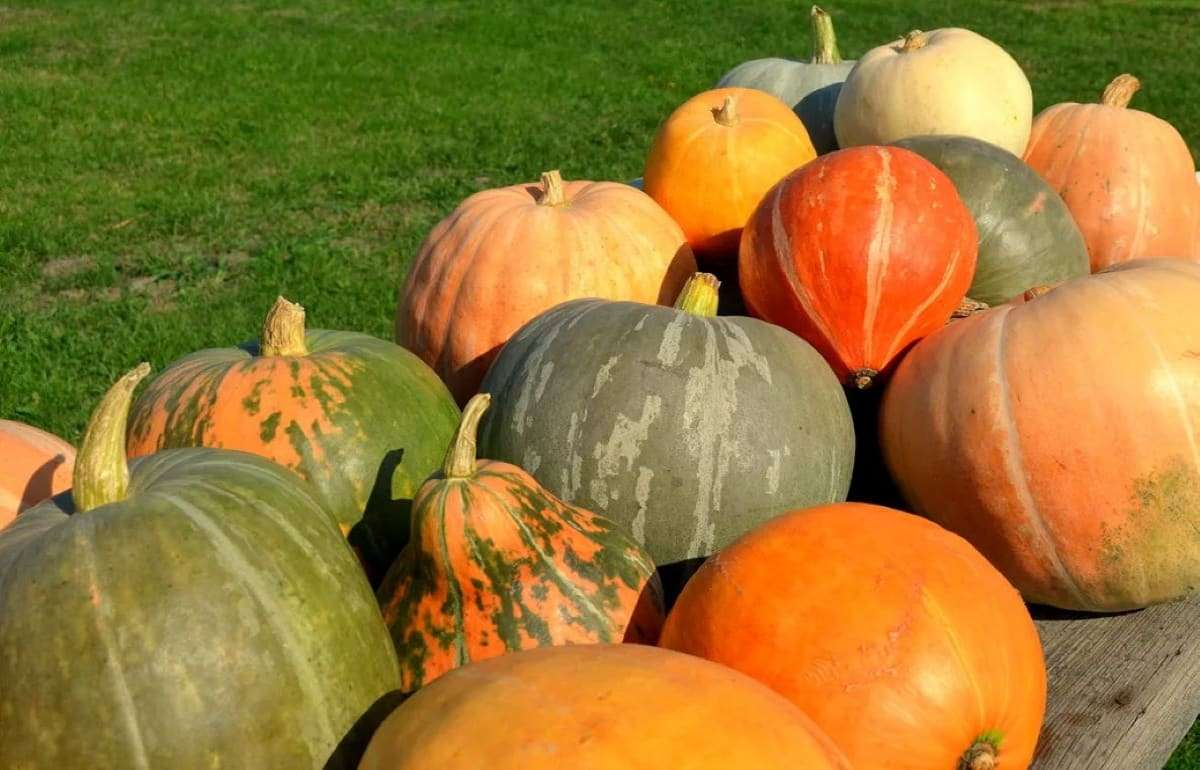 На тыквенном рынке Украины наметилась перестройка - agroexpert.md