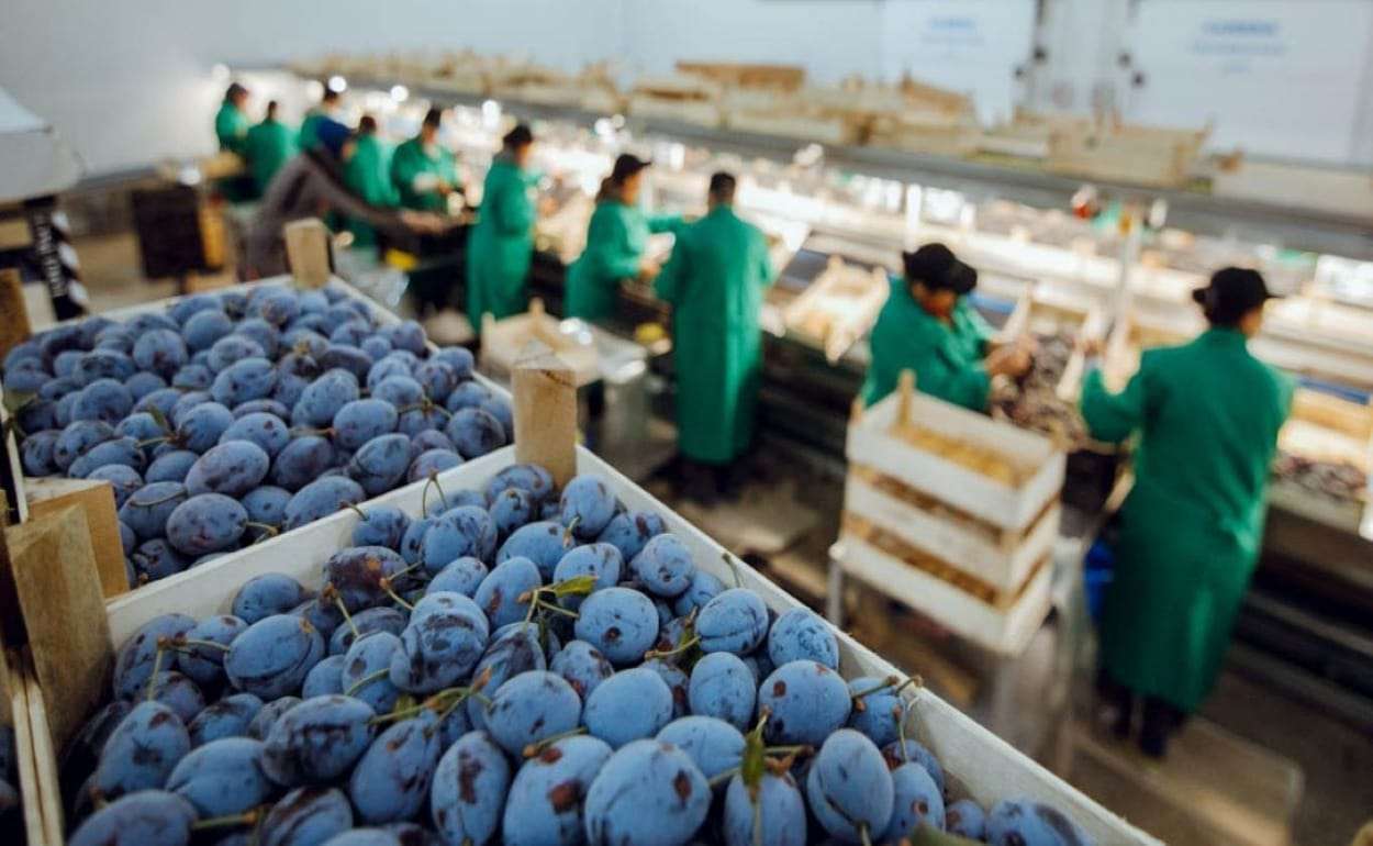 Почему послеуборочное хранение жизненно важно для фермеров Молдовы - agroexpert.md