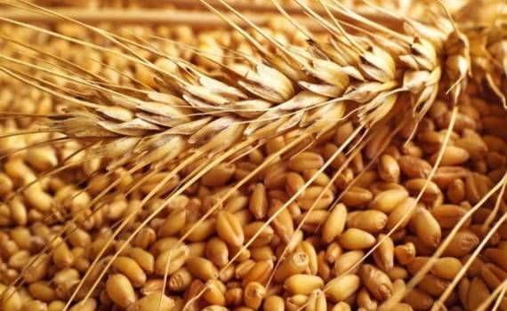 Зерновые тренды октябрь 2025: анализ экспортных цен и мирового рынка - agroexpert.md