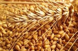 Зерновые тренды октябрь 2025: анализ экспортных цен и мирового рынка - agroexpert.md