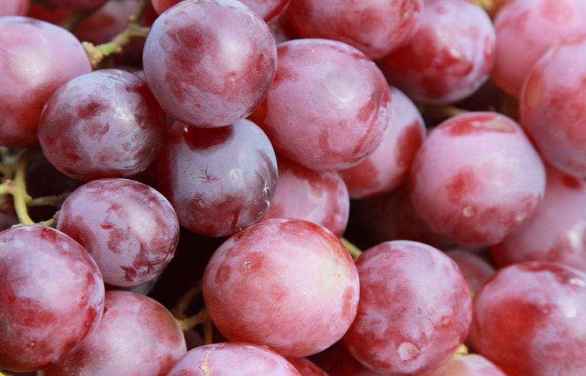 Перу стало главным мировым экспортером столового винограда - agroexpert.md