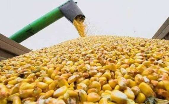В Украине цены спроса на фуражную кукурузу снижаются - agroexpert.md