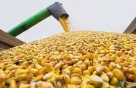 В Украине цены спроса на фуражную кукурузу снижаются - agroexpert.md