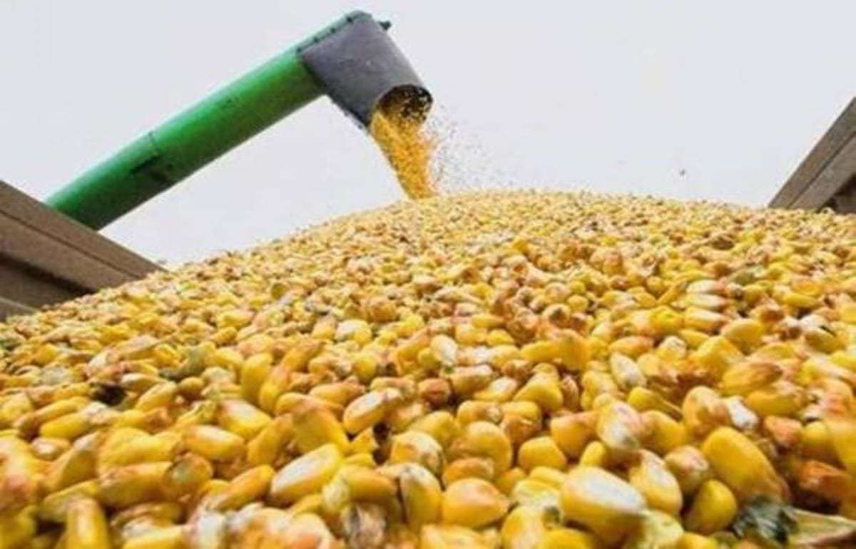 В Украине цены спроса на фуражную кукурузу снижаются - agroexpert.md