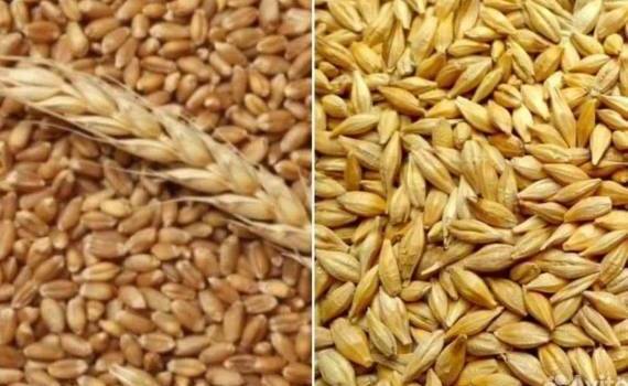 В ЕС ожидают рекорд по пшенице и 17-летний максимум по ячменю - agroexpert.md
