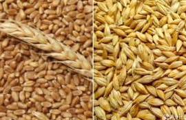 В ЕС ожидают рекорд по пшенице и 17-летний максимум по ячменю - agroexpert.md