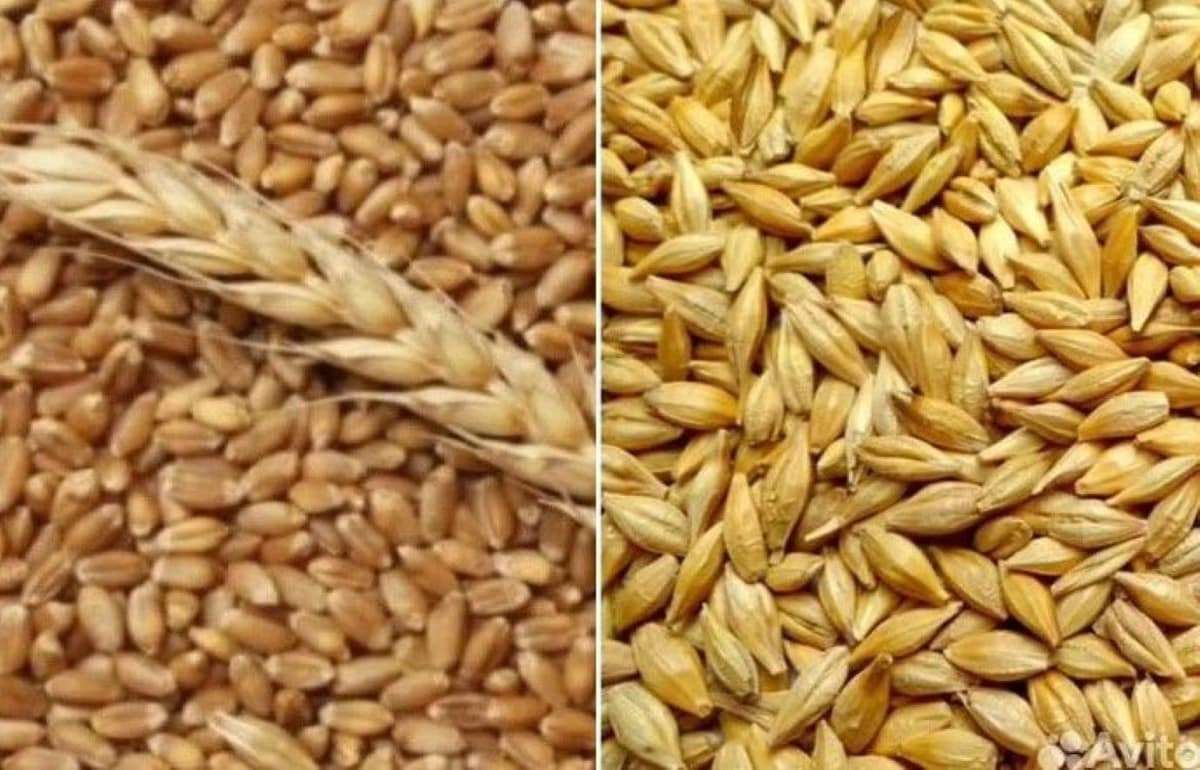 В ЕС ожидают рекорд по пшенице и 17-летний максимум по ячменю - agroexpert.md