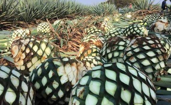 Во Франции из-за засухи виноградники заменяют на агаву - agroexpert.md
