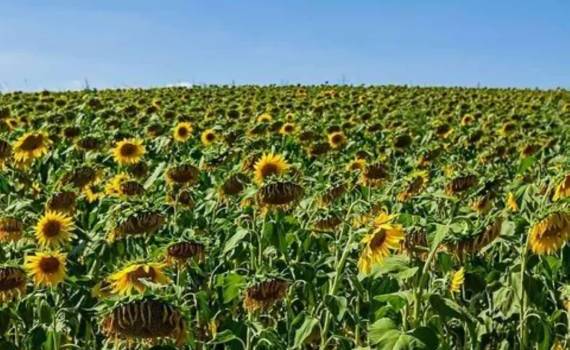 Урожай подсолнечника в Украине 2025/26 ожидается на 10-летнем минимум - agroexpert.md