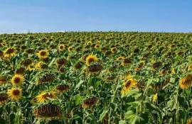 Урожай подсолнечника в Украине 2025/26 ожидается на 10-летнем минимум - agroexpert.md