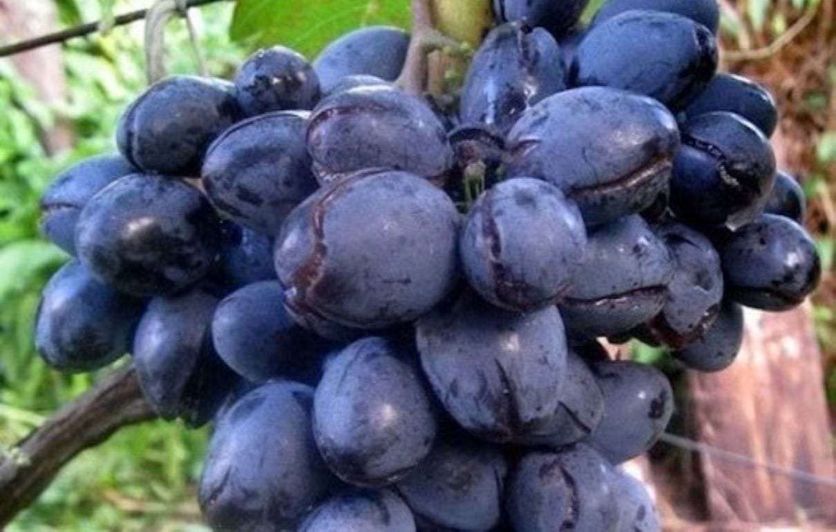 Дожди портят урожай: виноградари и садоводы Молдовы под ударом - agroexpert.md