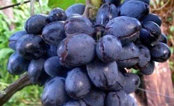 Дожди портят урожай: виноградари и садоводы Молдовы под ударом - agroexpert.md