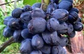 Дожди портят урожай: виноградари и садоводы Молдовы под ударом - agroexpert.md