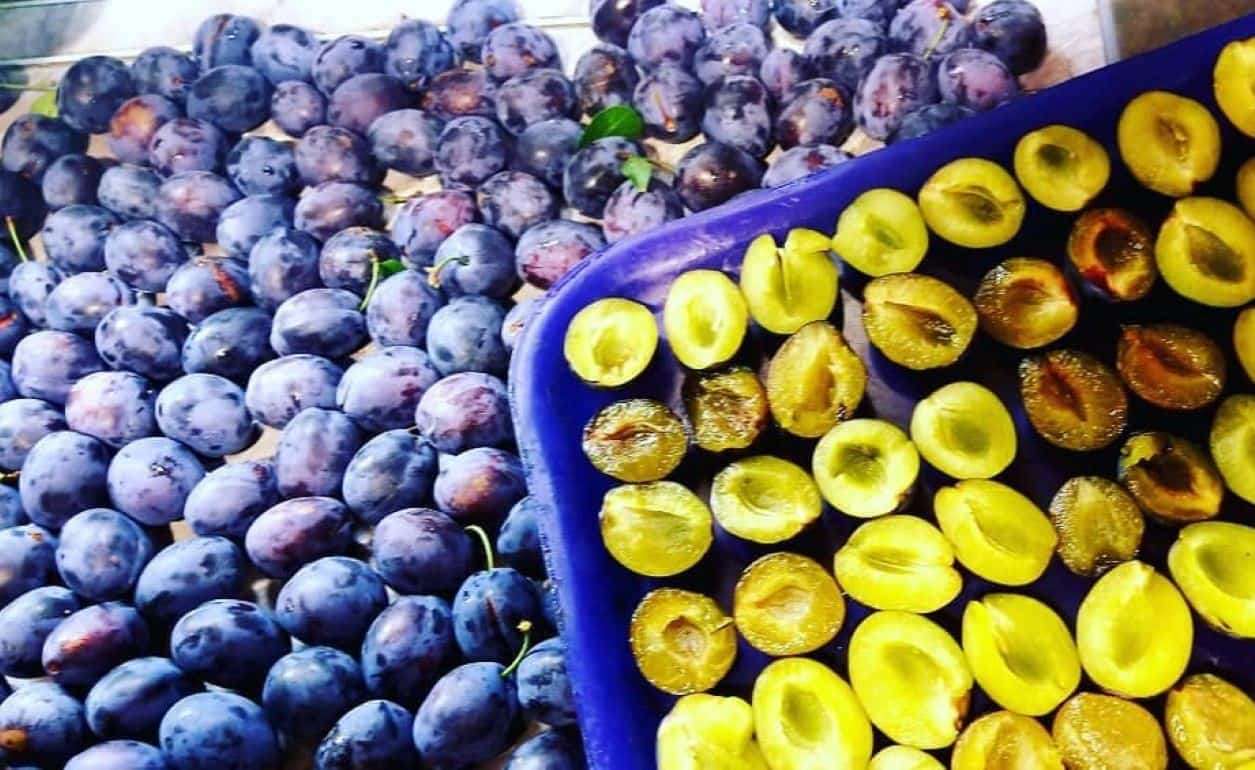Цены на сливу для переработки в Молдове упали к концу сезона - agroexpert.md