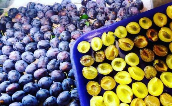 Цены на сливу для переработки в Молдове упали к концу сезона - agroexpert.md
