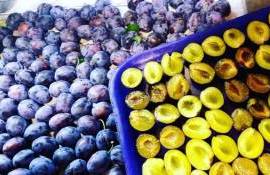Цены на сливу для переработки в Молдове упали к концу сезона - agroexpert.md
