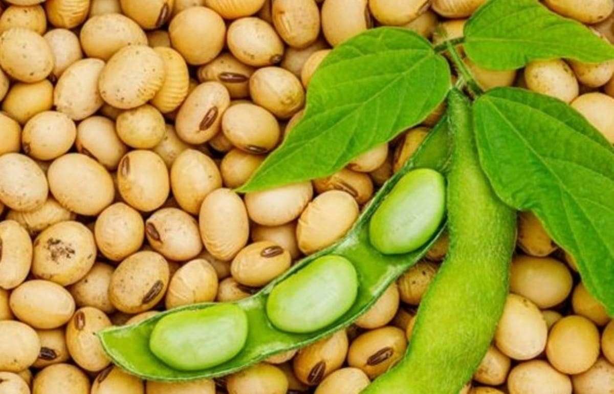 Бразилия приближается к новому рекорду экспорта сои  - agroexpert.md  