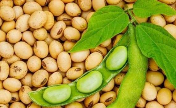 Бразилия приближается к новому рекорду экспорта сои  - agroexpert.md  