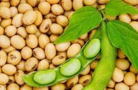 Бразилия приближается к новому рекорду экспорта сои  - agroexpert.md  