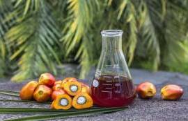 Биодизель B50 в Индонезии: перспективы и риски для рынка пальмового масла - agroexpert.md