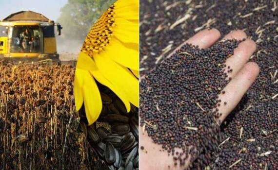 В ЕС прогнозы урожая по рапсу увеличены, по подсолнечнику — снижены - agroexpert.md