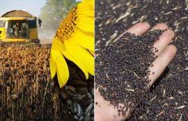 В ЕС прогнозы урожая по рапсу увеличены, по подсолнечнику — снижены - agroexpert.md