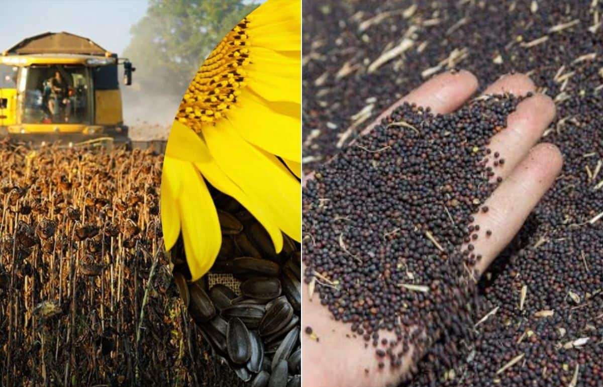В ЕС прогнозы урожая по рапсу увеличены, по подсолнечнику — снижены - agroexpert.md
