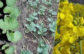 В Молдове посевы рапса под урожай 2026 года увеличились на 10-20% - agroexpert.md