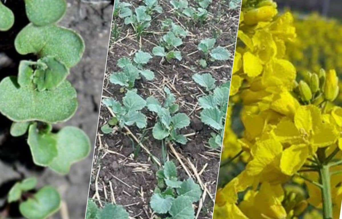В Молдове посевы рапса под урожай 2026 года увеличились на 10-20% - agroexpert.md