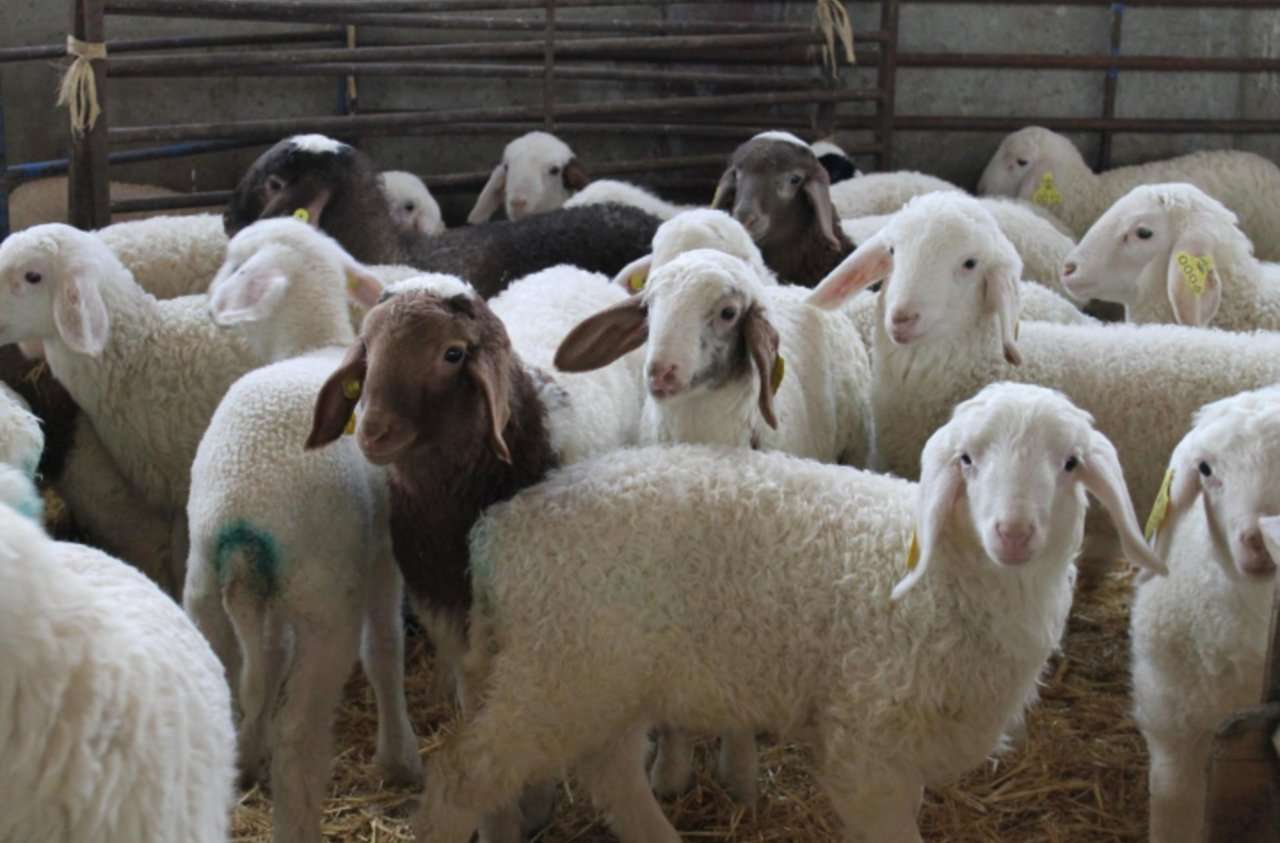 ovine productive