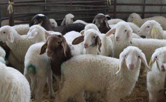 ovine productive