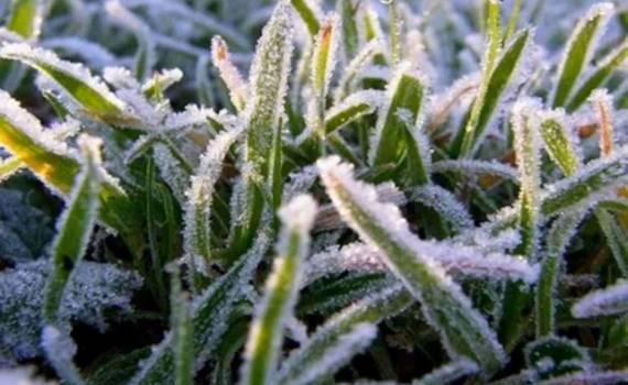 Заморозки: в Молдове объявлен жёлтый код по всей территории - agroexpert.md