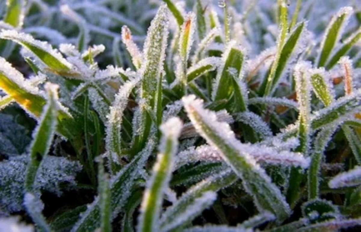 Заморозки: в Молдове объявлен жёлтый код по всей территории - agroexpert.md