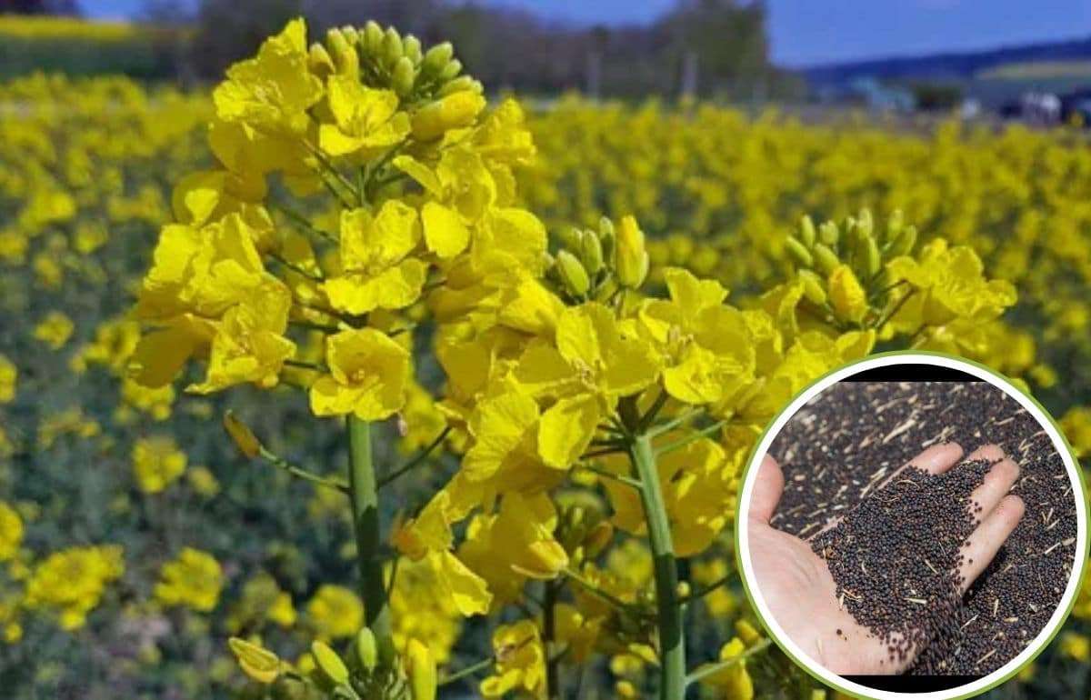 Дожди принесли облегчение румынским фермерам посеявшим рапс - agroexpert.md
