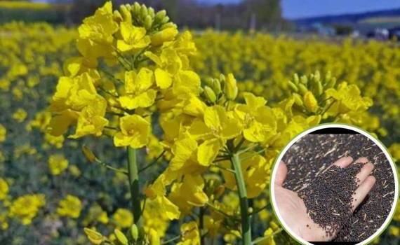Дожди принесли облегчение румынским фермерам посеявшим рапс - agroexpert.md