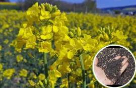 Дожди принесли облегчение румынским фермерам посеявшим рапс - agroexpert.md