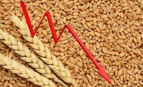 Мировые цены на пшеницу упали до пятилетнего минимума - agroexpert.md
