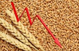 Мировые цены на пшеницу упали до пятилетнего минимума - agroexpert.md