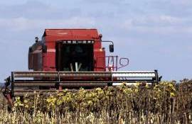  Prețul la floarea-soarelui a crescut în Republica Moldova 