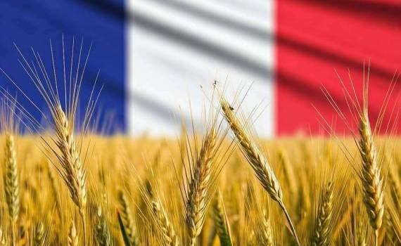Франция повысила оценку по экспорту основных зерновых - agroexpert.md