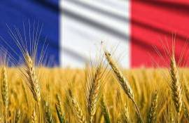 Франция повысила оценку по экспорту основных зерновых - agroexpert.md