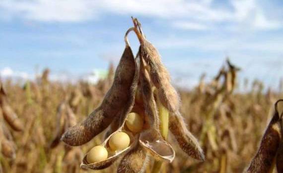 США и Украина наращивают долю поставок сои в ЕС - agroexpert.md