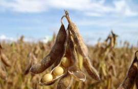 США и Украина наращивают долю поставок сои в ЕС - agroexpert.md