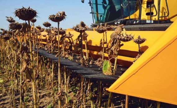Украинский подсолнечник в зоне риска: урожайность бьет антирекорды - agroexpert.md