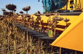 Украинский подсолнечник в зоне риска: урожайность бьет антирекорды - agroexpert.md