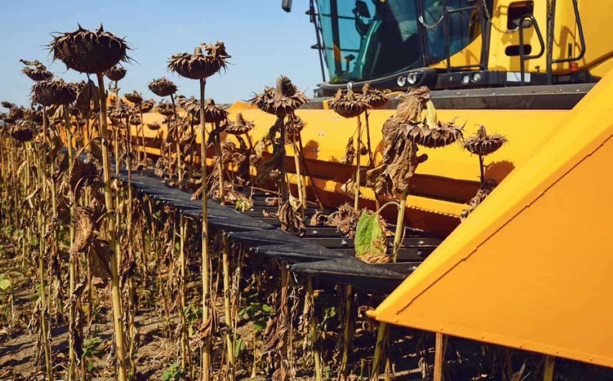 Украинский подсолнечник в зоне риска: урожайность бьет антирекорды - agroexpert.md